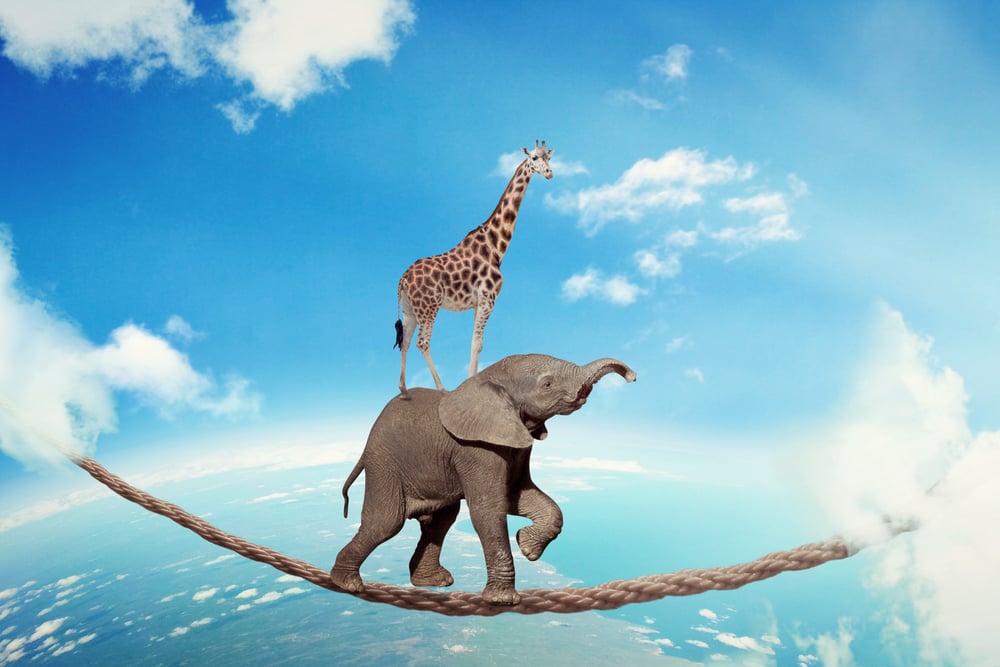 Managing risk business challenges uncertainty concept. Elephant with giraffe walking on dangerous rope high in sky symbol balance overcoming fear for goal success. Young entrepreneur corporate world-2